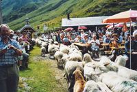 Almabtrieb Schafe